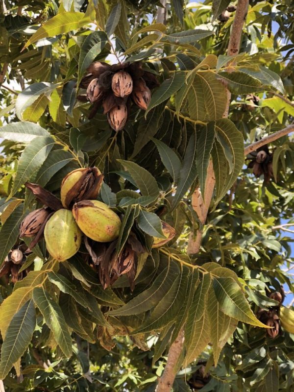 South Africa—The Pecan Industry’s Next Paradigm Shift? TPGA