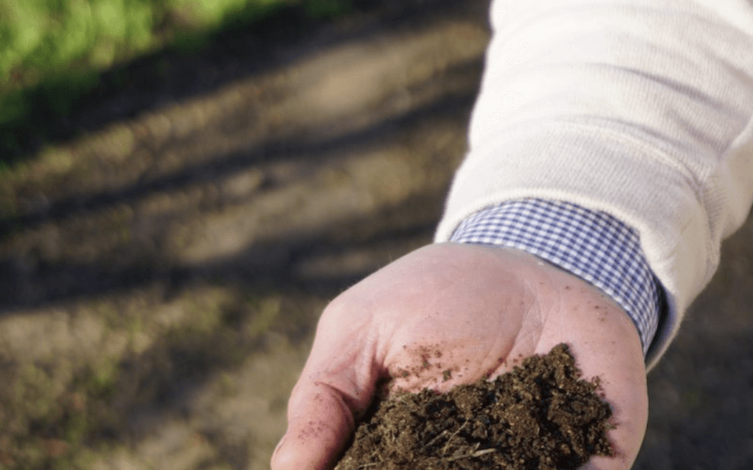 How to increase the soil organic matter in your pecan orchard
