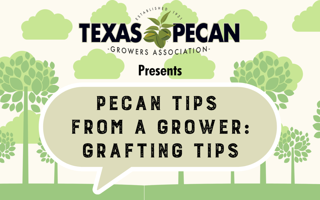 Pecan Tips from a Grower: Grafting Tips