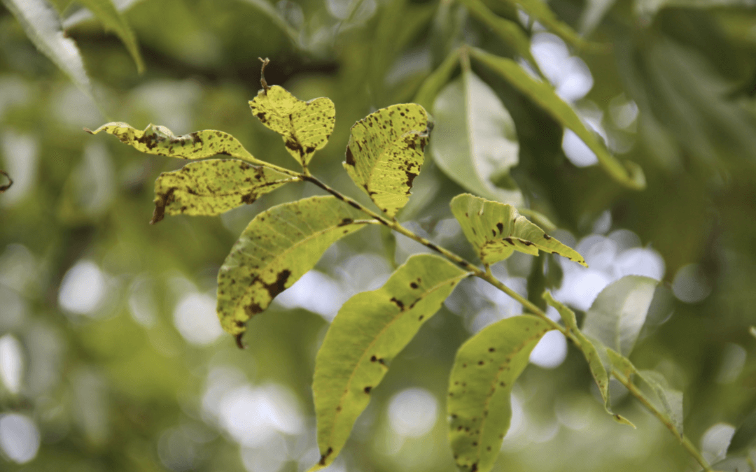 Organic Control of Pecan Diseases – Pecan Scab