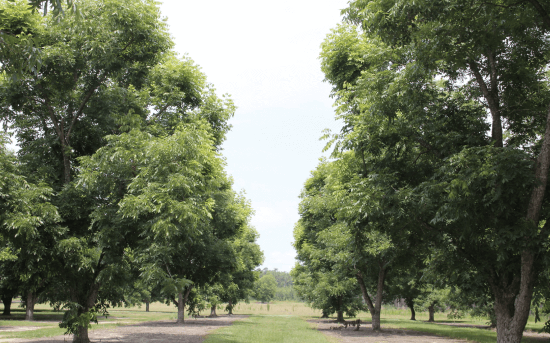 Using Genomics to Improve our Future Pecan Trees