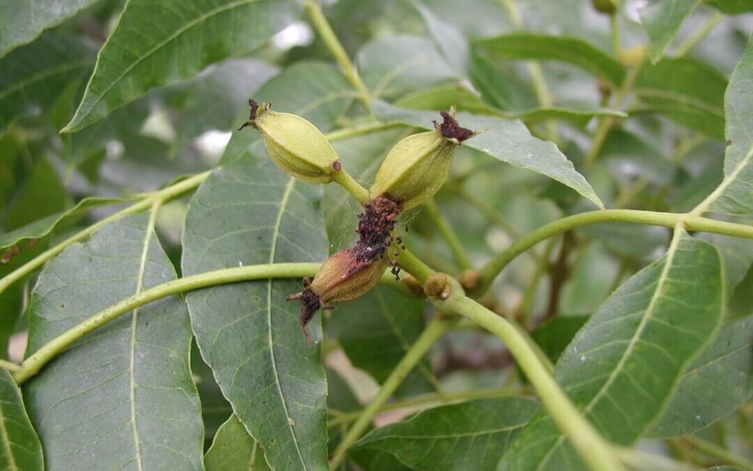 Texas Pecan Pest Alert: Emerging Pecan IPM Information