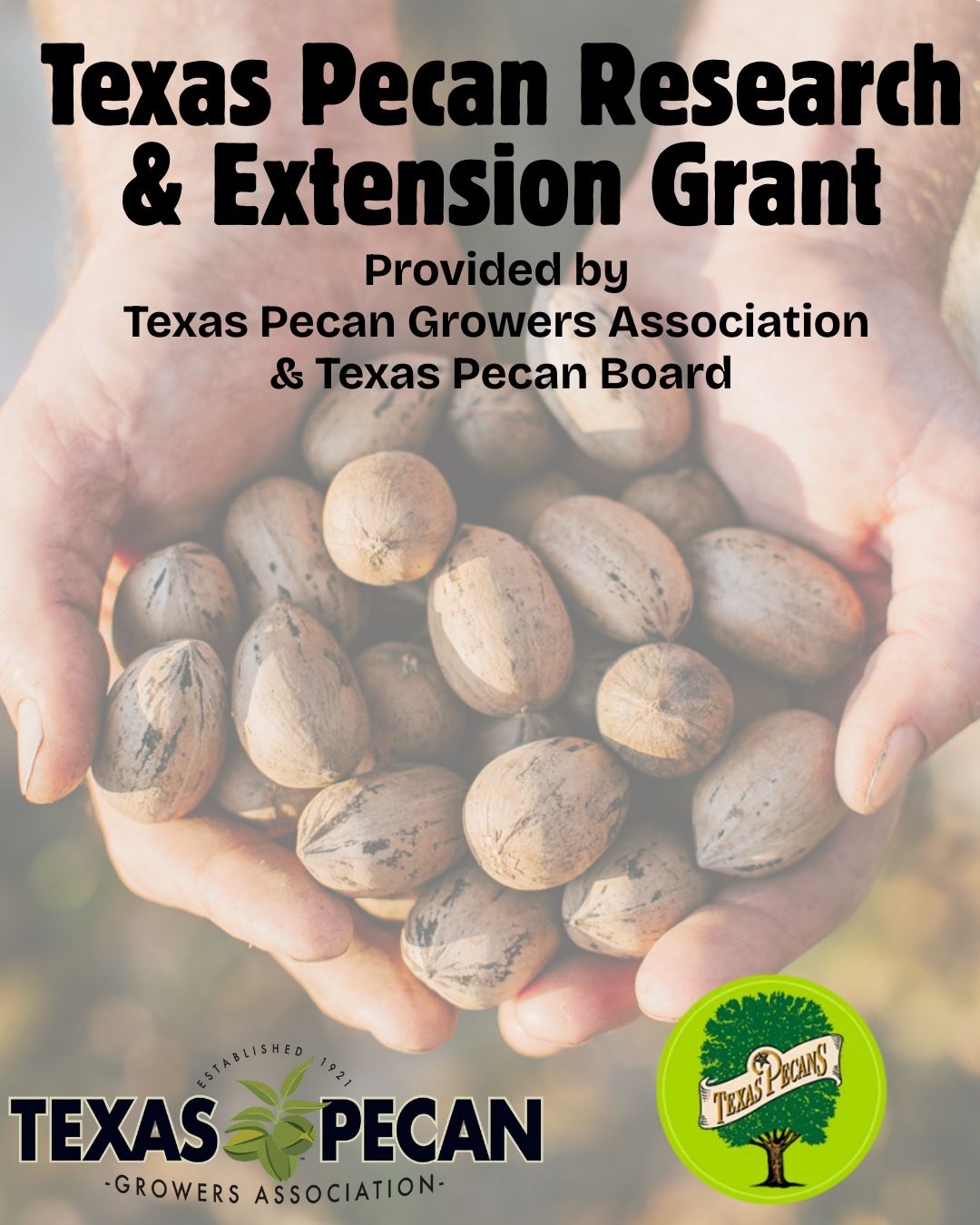 The cover of the March 2022 issue of Pecan South features a close-up of budding catkins on a bare pecan tree. The Pecan South logo sits at the top of the cover and three cover lines are listed in the bottom right corner. The cover lines read: "Intense cultivation in intense soil conditions," "Alternative fertilizer sources for pecan orchards," and "Observations of flower damage from Oklahoma's 2021 Spring Freeze."
